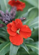 Erysimum linifolium ‘Winter Rouge’