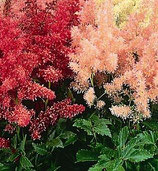 Astilbe arendsii 'Show Star'