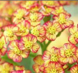 Achillea millefolium 'Tricolor'