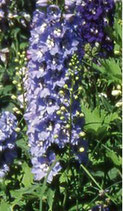 Delphinium 'Magic Fountain Skye Blue White Bee'