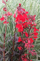 Lobelia fulgens 'Queen Victoria'