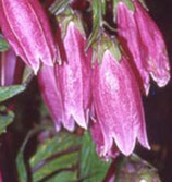 Campanula punctata 'Rubiflora'