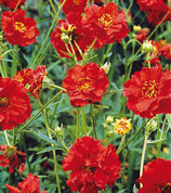Geum chiloense ‘Mrs J. Bradshaw’