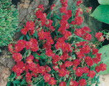Helianthemum ‘Cerise Queen’