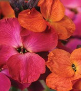 Erysimum linifolium ‘Winter Orchid’