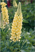 Lupinus 'Chandelier'