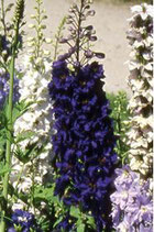 Delphinium 'Magic Fountain Dark Blue'