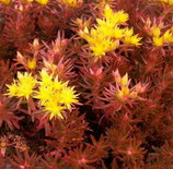 Sedum hakonense ‘Chocolate Ball’