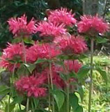 Monarda didyma 'Pink Lace'