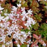 Sedum album 'Coral Carpet'