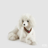 Cane Barboncino | EDG