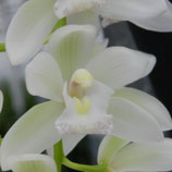 Promotion Mme Foison Cymbidium