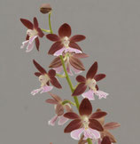 Promotion Calanthes Kozu (discolor x izu-insularis) sans fleurs