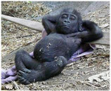 Gorilla Chillout