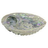 Rustikale Räucherschale  Abalone Muschel (Haliotis Midae)