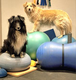 Hybrid-Seminar -  Pro.Prio.Fit - ich holm mir das Gym nach Hause