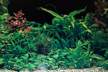 Aquarium poster rückwand - Der Favorit der Redaktion