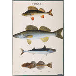 Antique Swedish School, Teaching Chart, Poster "Fishes I"