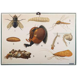 Antique Swedish School, Teaching Chart, Poster "Insects"