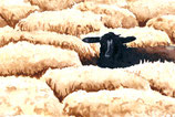 Schwarzes Schaf