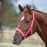 BIOTHANE HALFTER "QÜBSCH IN PINK"