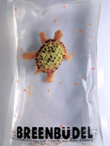 Breenbüdel 2.0 mit Schildkröte