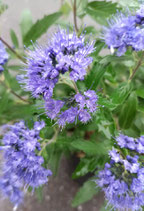 'Blue Cloud 'Bartblume, Caryopteris clandonensis