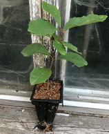 Bur-Eiche (Quercus macrocarpa)