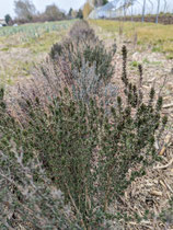 Bouquet de thym frais