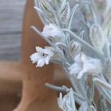 エレモフィラ ニベア(白花種)