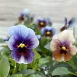 ビオラ ぶどうももか