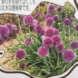 アリウム ラベンダーバブルス