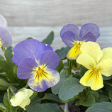 ビオラプラス 天使の誘惑