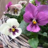 ビオラ プラス きまぐれロージー