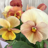 キューティーアプリコット