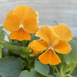 ビオラプラス オレンジリップ