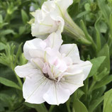八重咲きペチュニア エレガントホワイト