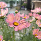 コスモス オレンジキャンパス