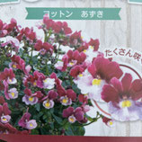 ネメシア コットン あずき