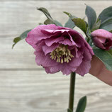 026082 YS frilled-petals
