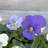 ビオラプラス ひとつぶの涙