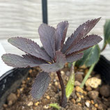 025146 M IROHAシリーズ H.×HYBRIDS 銅葉系