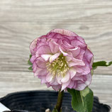 026067 S 多弁系ダブル 花弁優しめ