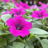 ペチュニア 花燦燦 パープル