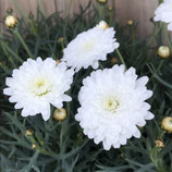 Margurite ホームplants Gift Goldcrest 移動販売のゴールドクレスト Margurite ホームplants Gift Goldcrest 移動販売のゴールドクレスト