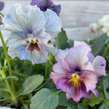 フリル咲き小輪パンジー ペルクレア