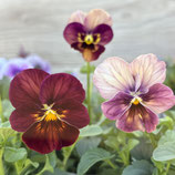 アンティークビオラ *イロイロ