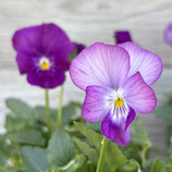 キティー シャワーパーティー