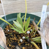 026053 M IROHAシリーズ アブロジクスとハイブリットの交配です