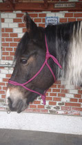 Knotenloses Halfter von Balanced Horseman Shop in diversen Farben, Grösse: Warmblut (L)